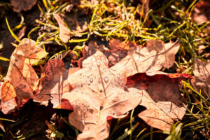 Wassertropfen auf braunen Eichenblättern, herbstliche Stimmung Wassertropfen auf braunen Eichenblättern, herbstliche Stimmung